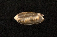 藏品(紫口榧螺)的圖片